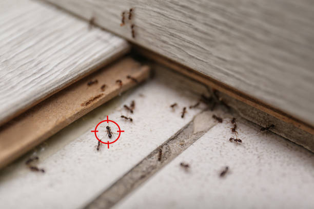 Best Affordable Pest Control Services  in Haubstadt, IN