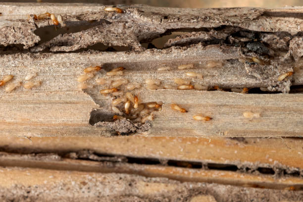 Best Bed Bug Extermination  in Haubstadt, IN