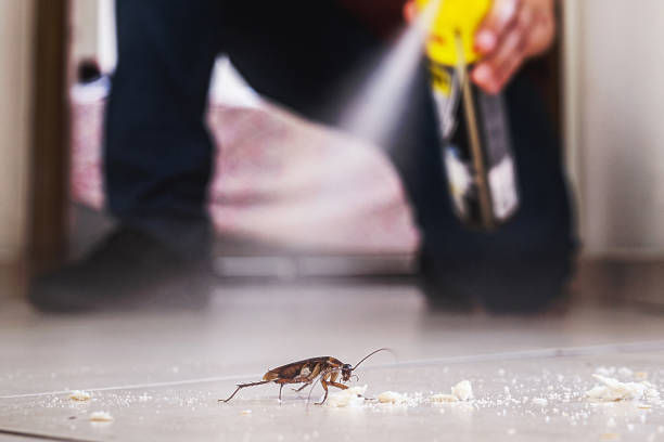 Best Flea Control Services  in Haubstadt, IN