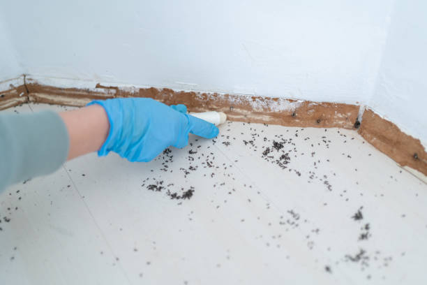 Best Insect Control  in Haubstadt, IN